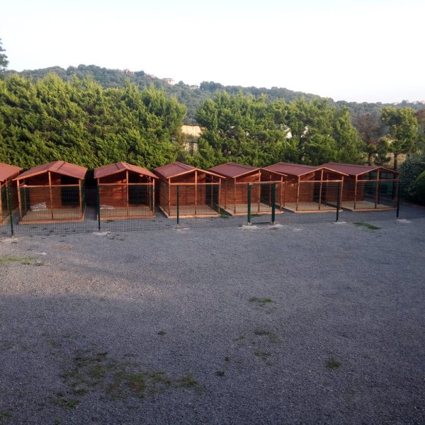 Tel Örgü Çitler